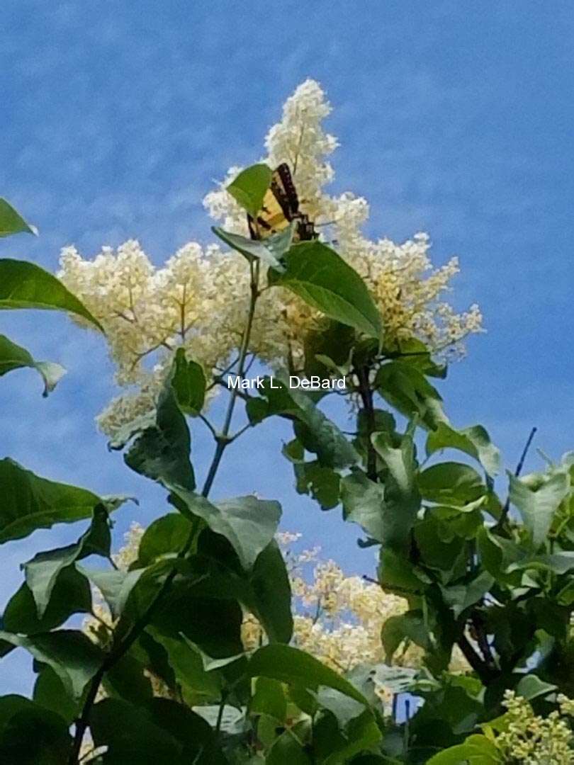 Syringa reticulata 'Regent'