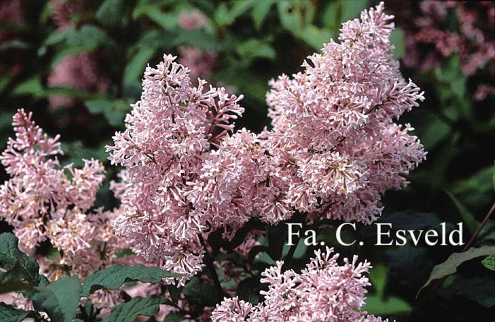 Syringa sweginzowii 'Lark Song' Syringa sweginzowii 'Lark Song'