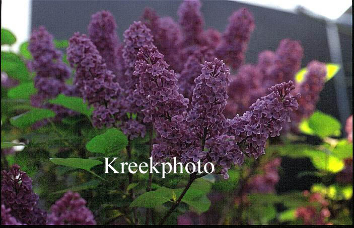 Syringa vulgaris 'Andenken an Ludwig Sp&auml;th'