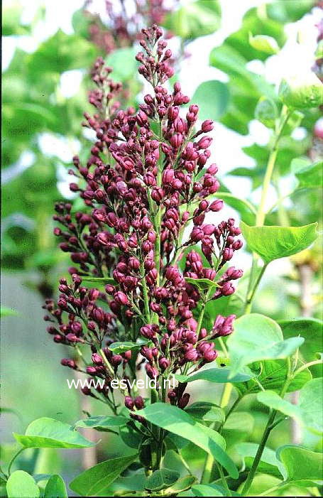 Syringa vulgaris 'Arch McKean' (14032)