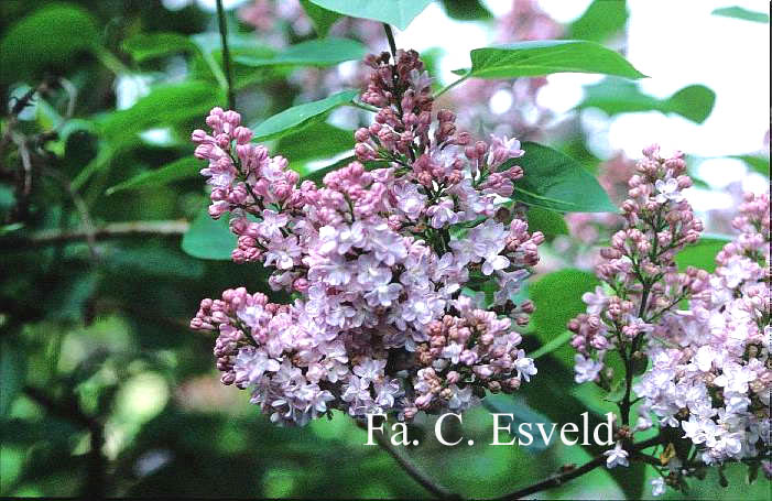 Syringa vulgaris 'Belle de Nancy'