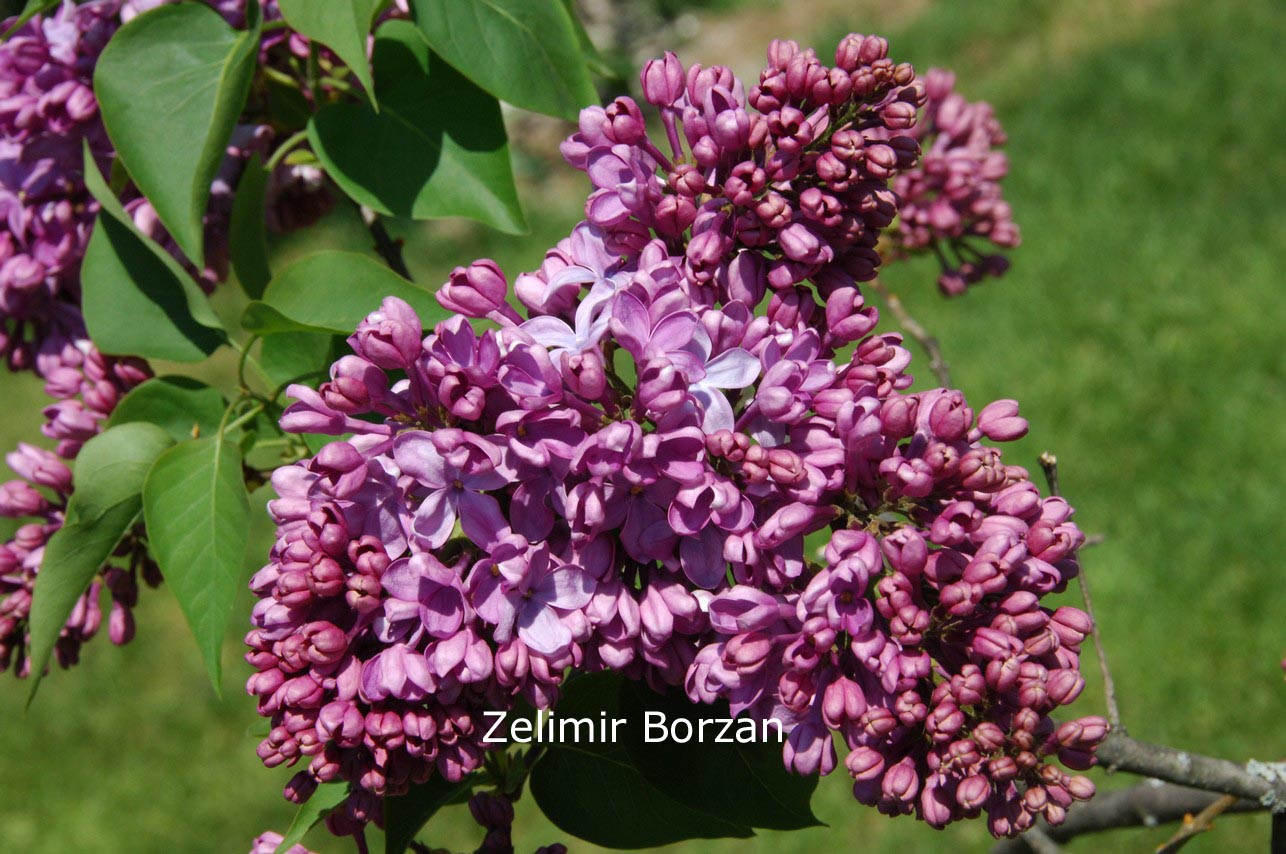 Syringa vulgaris 'Capitaine Baltet' (81494)
