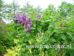 Syringa vulgaris 'Cavour'