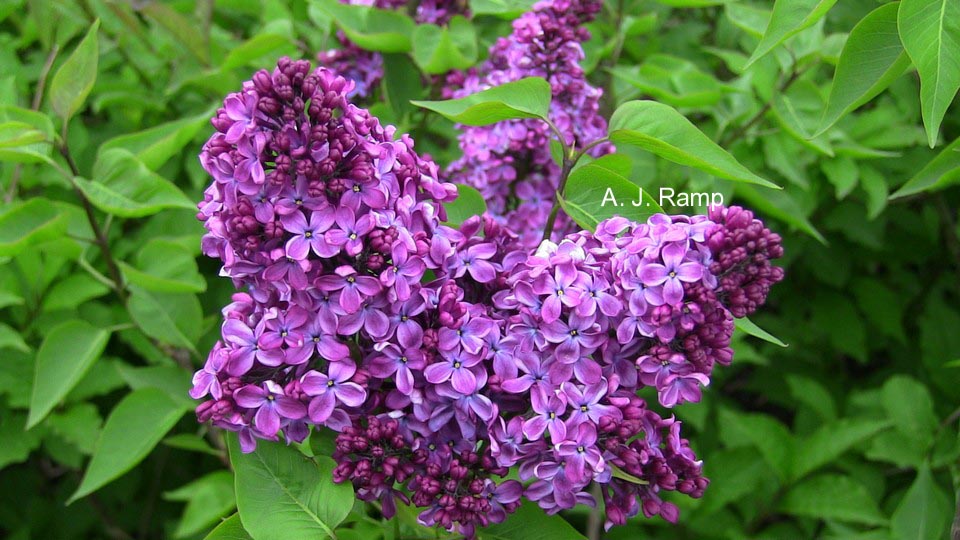 Syringa vulgaris 'Congo' (75917)