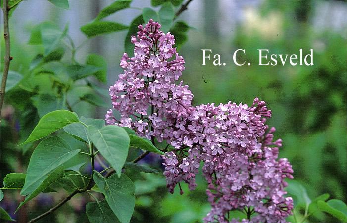 Syringa vulgaris 'Decaisne'