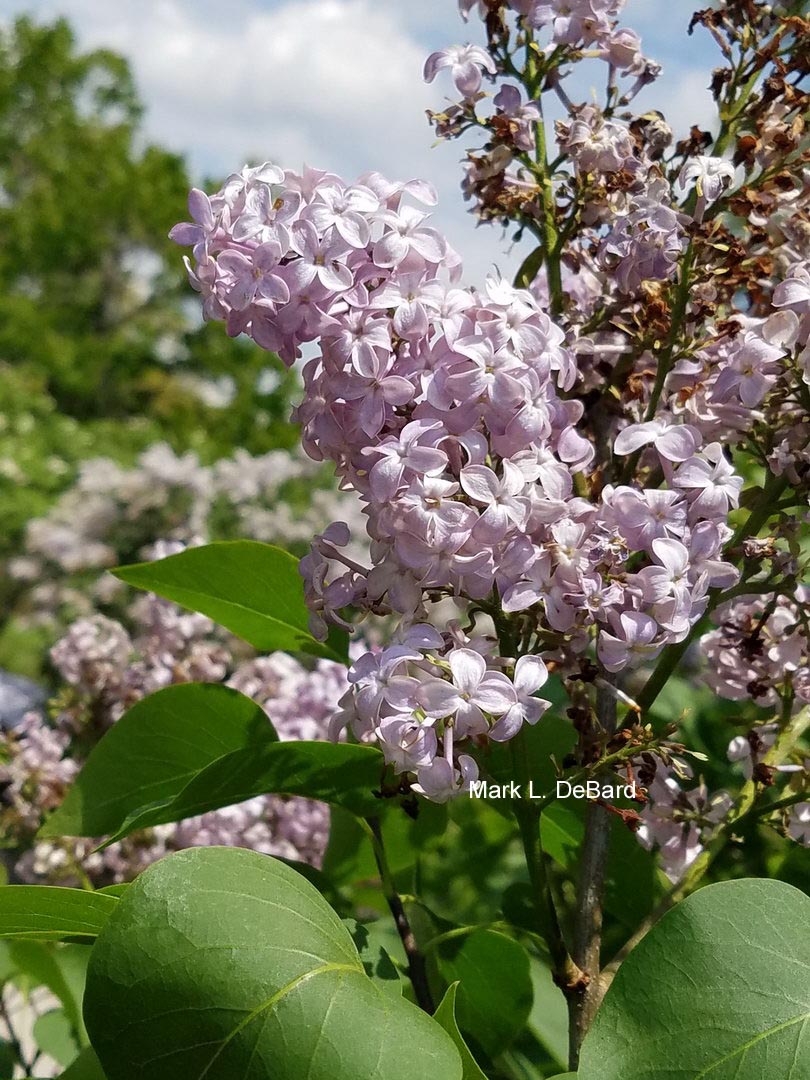 Syringa vulgaris 'Etoile de Mai'