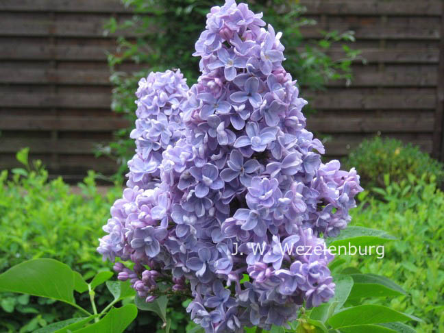 Syringa vulgaris 'Evert de Gier' (CARPE DIEM)