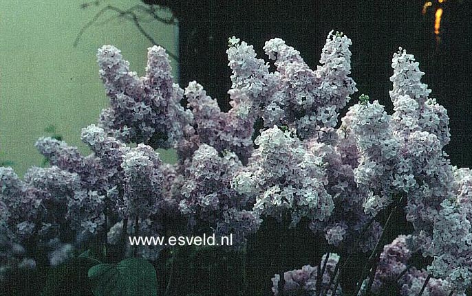 Syringa vulgaris 'Herman Eilers' (10624)
