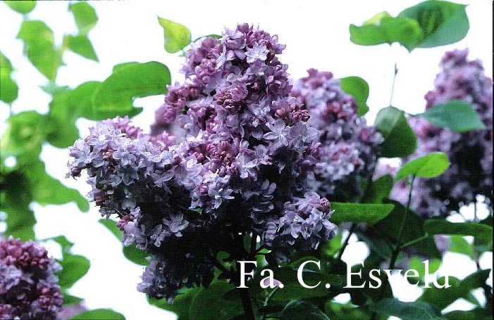 Syringa vulgaris 'Katherine Havemeyer'