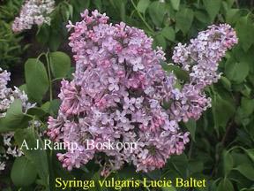 Syringa vulgaris 'Lucie Baltet' (87322)