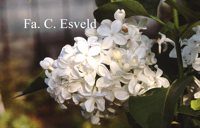 Syringa vulgaris 'Maud Notcutt' (18061)