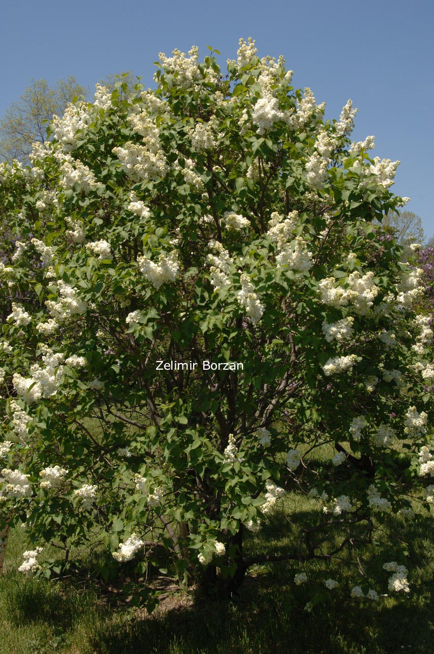 Syringa vulgaris 'Mme Casimir Perier' (81500)