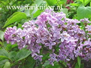 Syringa vulgaris 'Priscilla'