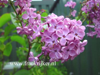 Syringa vulgaris 'Uncle Tom'