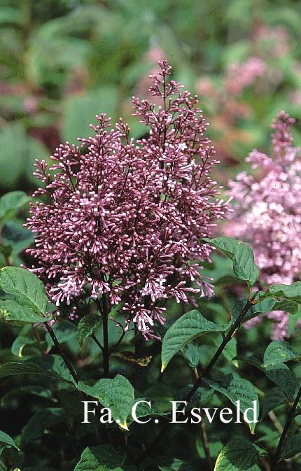 Syringa wolfii x reflexa 'Hagny' Syringa wolfii x reflexa 'Hagny'