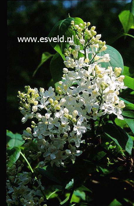 Syringa x hyacinthiflora 'Mount Baker'