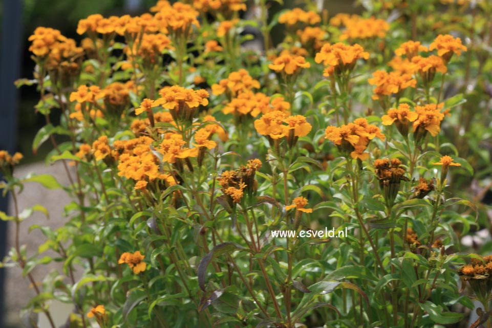 Tagetes lucida Tagetes lucida