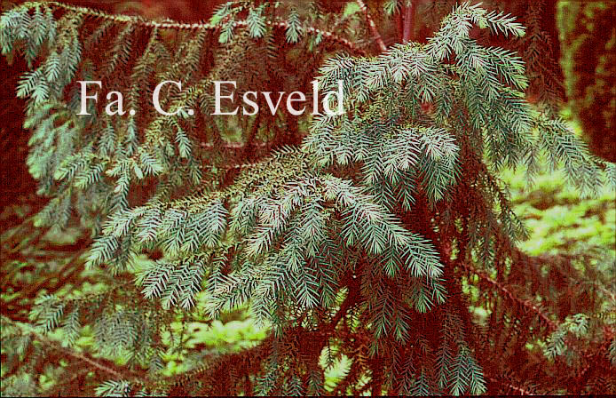 Taiwania cryptomerioides