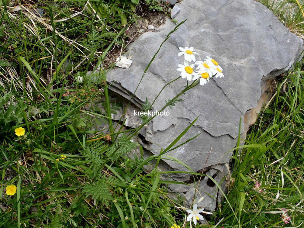 Tanacetum corymbosum