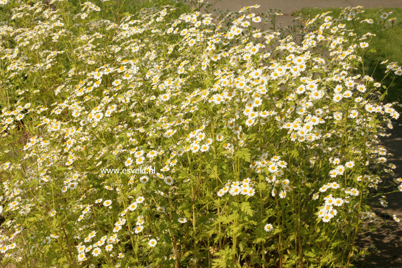 Tanacetum parthenium