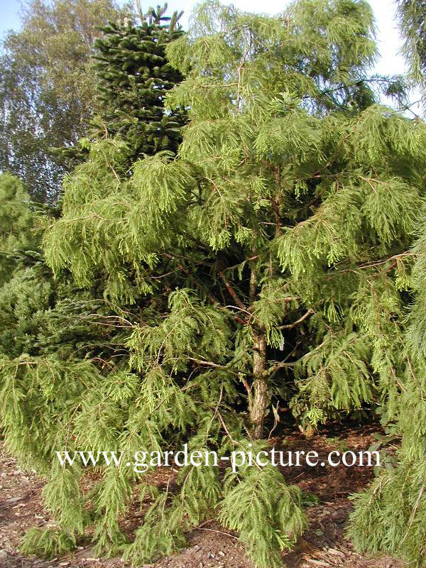 Taxodium distichum 'Pendens'