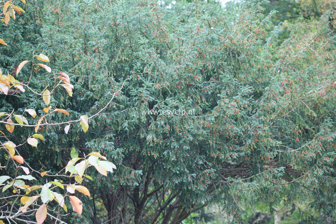 Taxus baccata 'Adpressa'