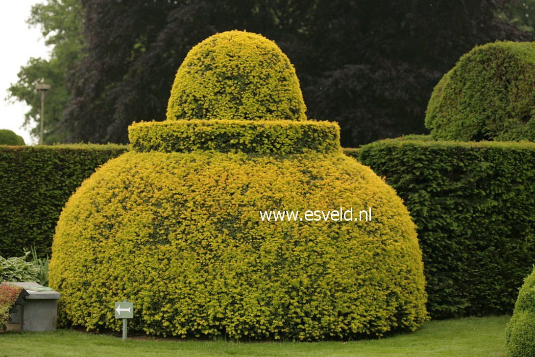 Taxus baccata 'Aurea'