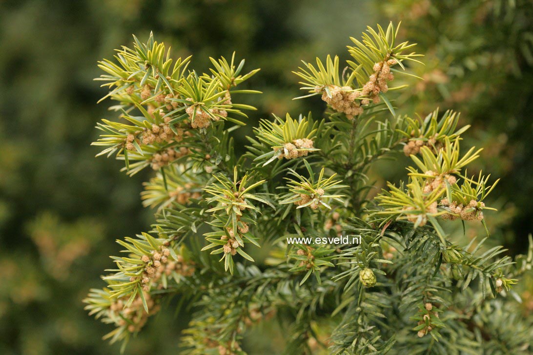 Taxus baccata 'Aureovariegata'