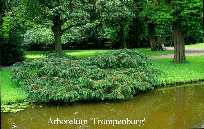 Taxus baccata 'Dovastoniana'