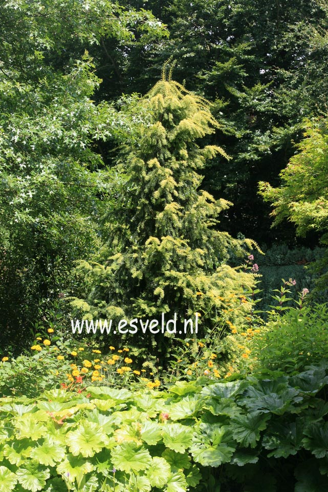 Taxus baccata 'Dovastonii Aurea'