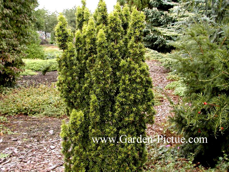 Taxus baccata 'Fastigiata Aurea'