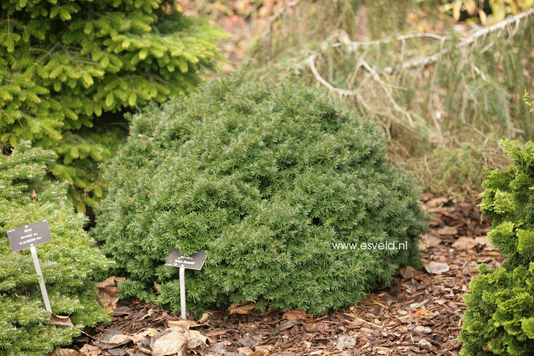 Taxus baccata 'Green Diamond'
