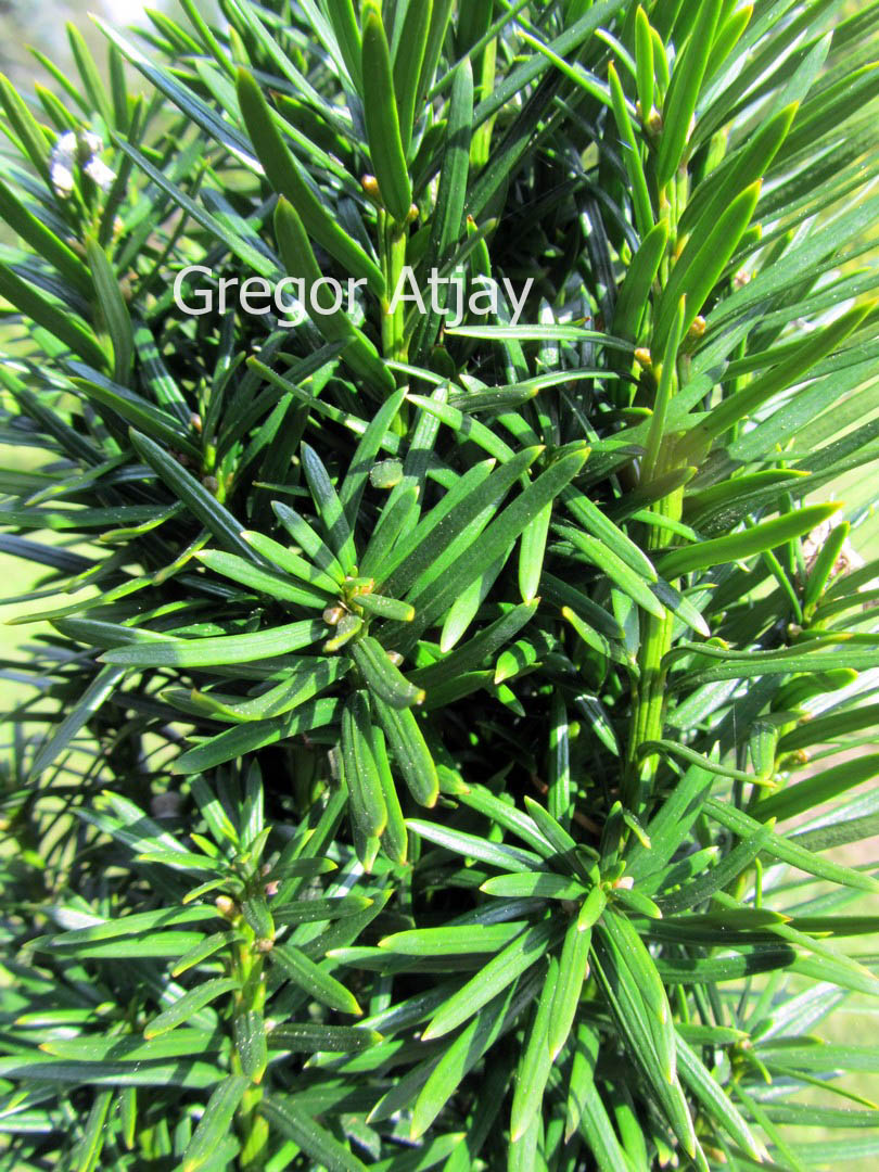 Taxus baccata 'Melfard'