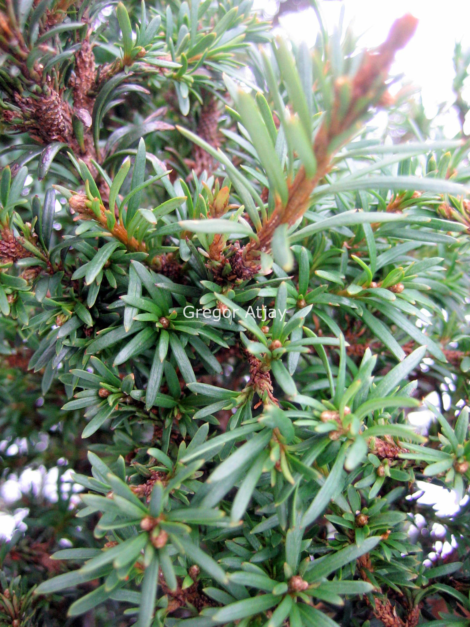 Taxus baccata 'Nutans'