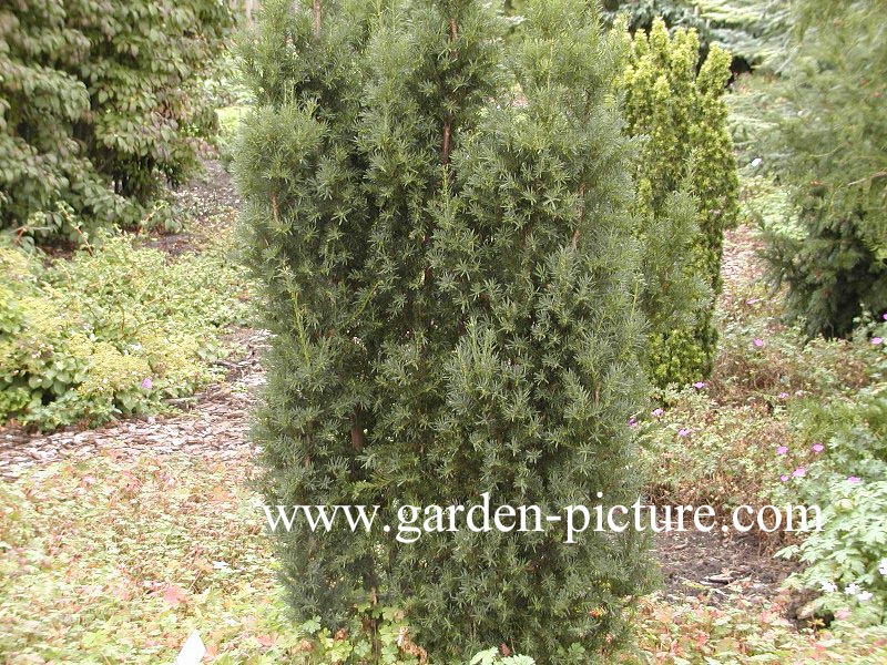 Taxus baccata 'Overeynderi'