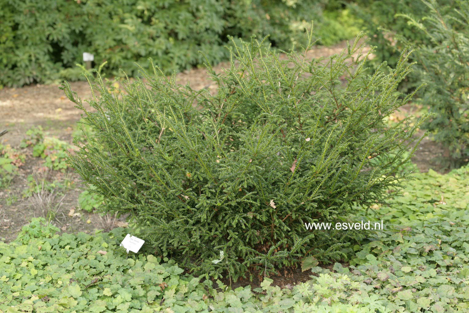 Taxus baccata 'Rushmore'