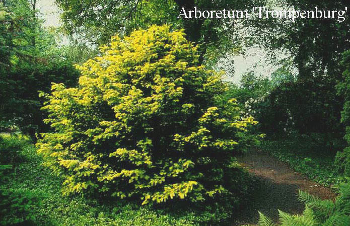 Taxus baccata 'Washingtonii'