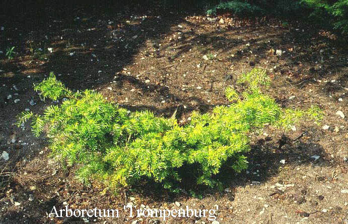 Taxus celebica Taxus celebica