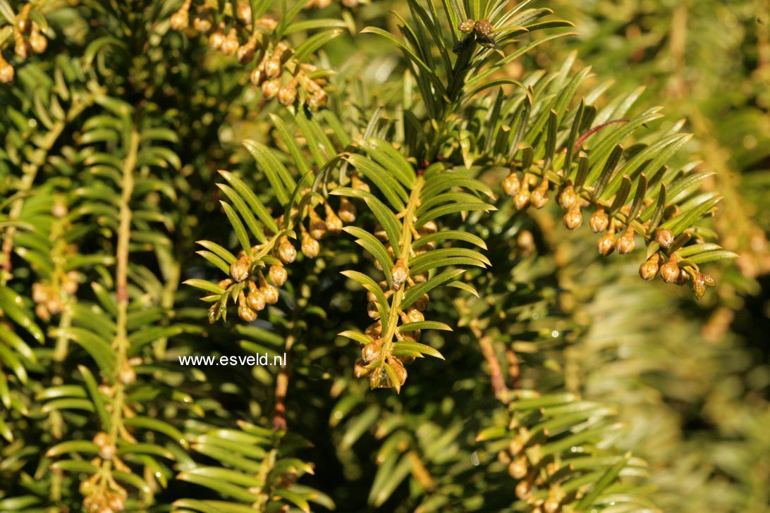 Taxus chinenis