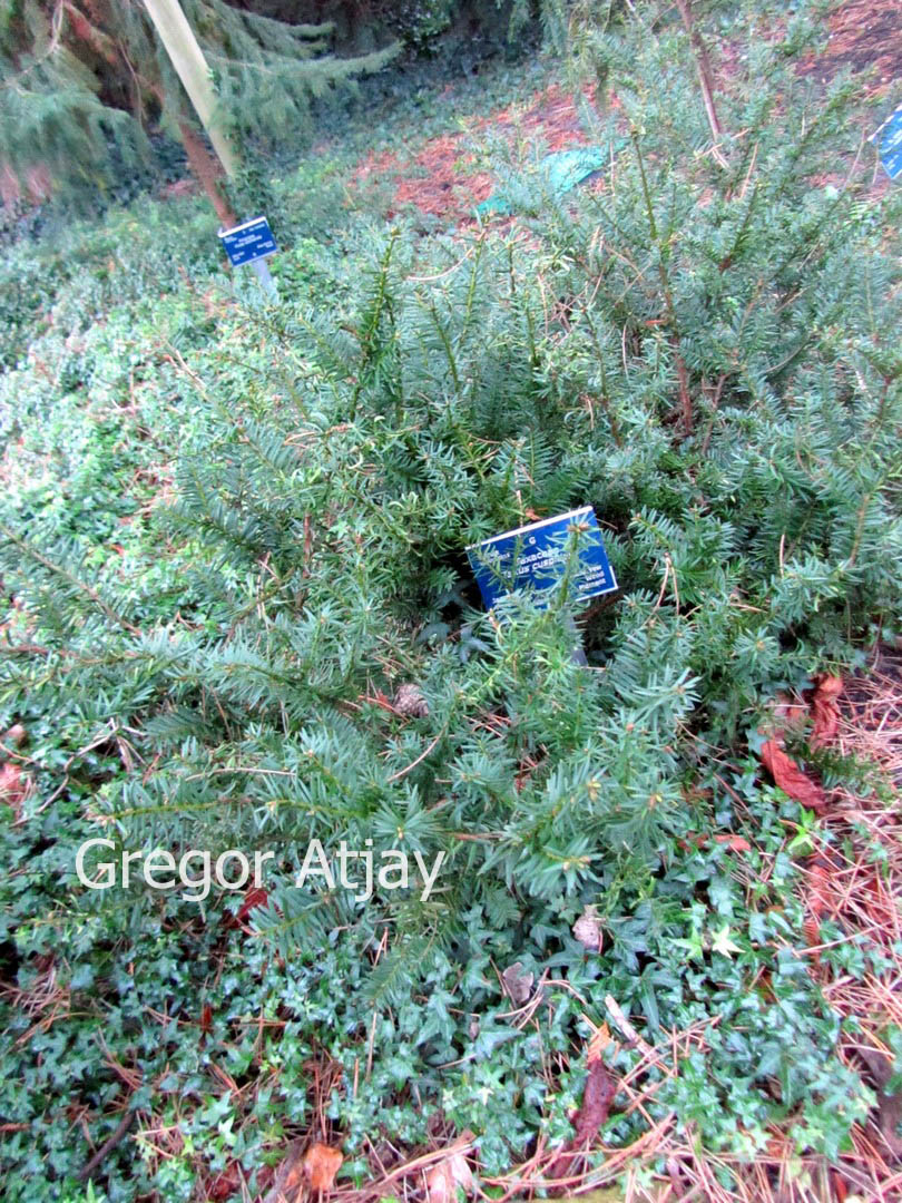 Taxus cuspidata