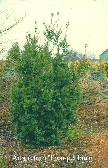 Taxus media 'Hicksii' Taxus media 'Hicksii'