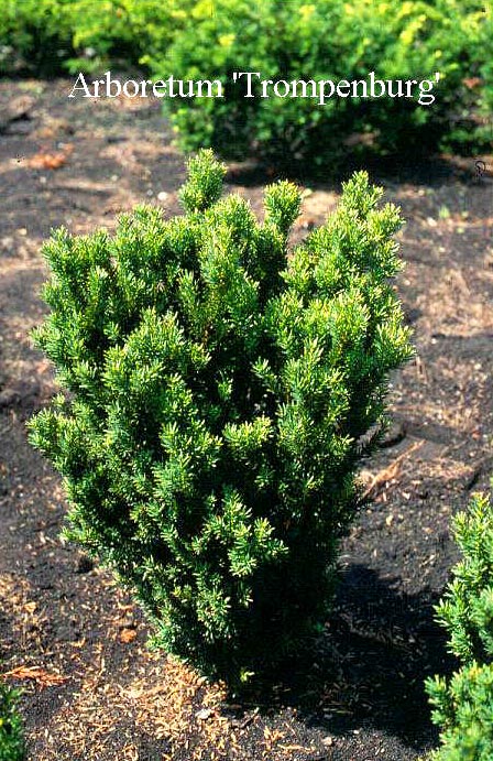 Taxus media 'Hillii'