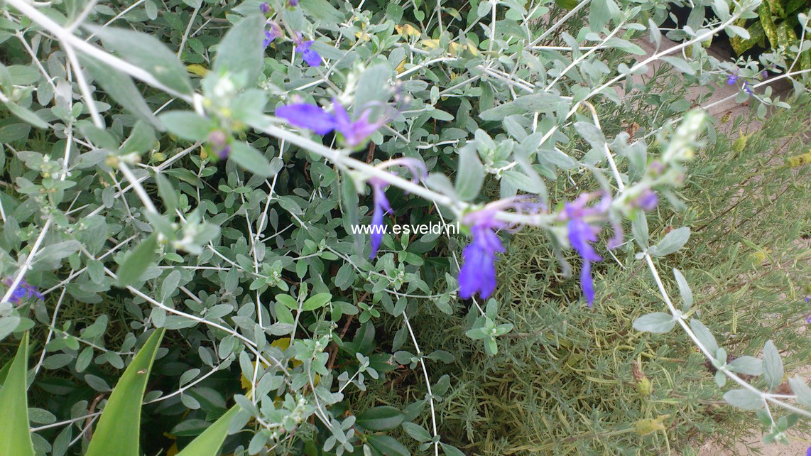 Teucrium fruticans 'Azureum'