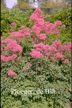 Thalictrum aquilegifolium 'Purpureum' Thalictrum aquilegifolium 'Purpureum'