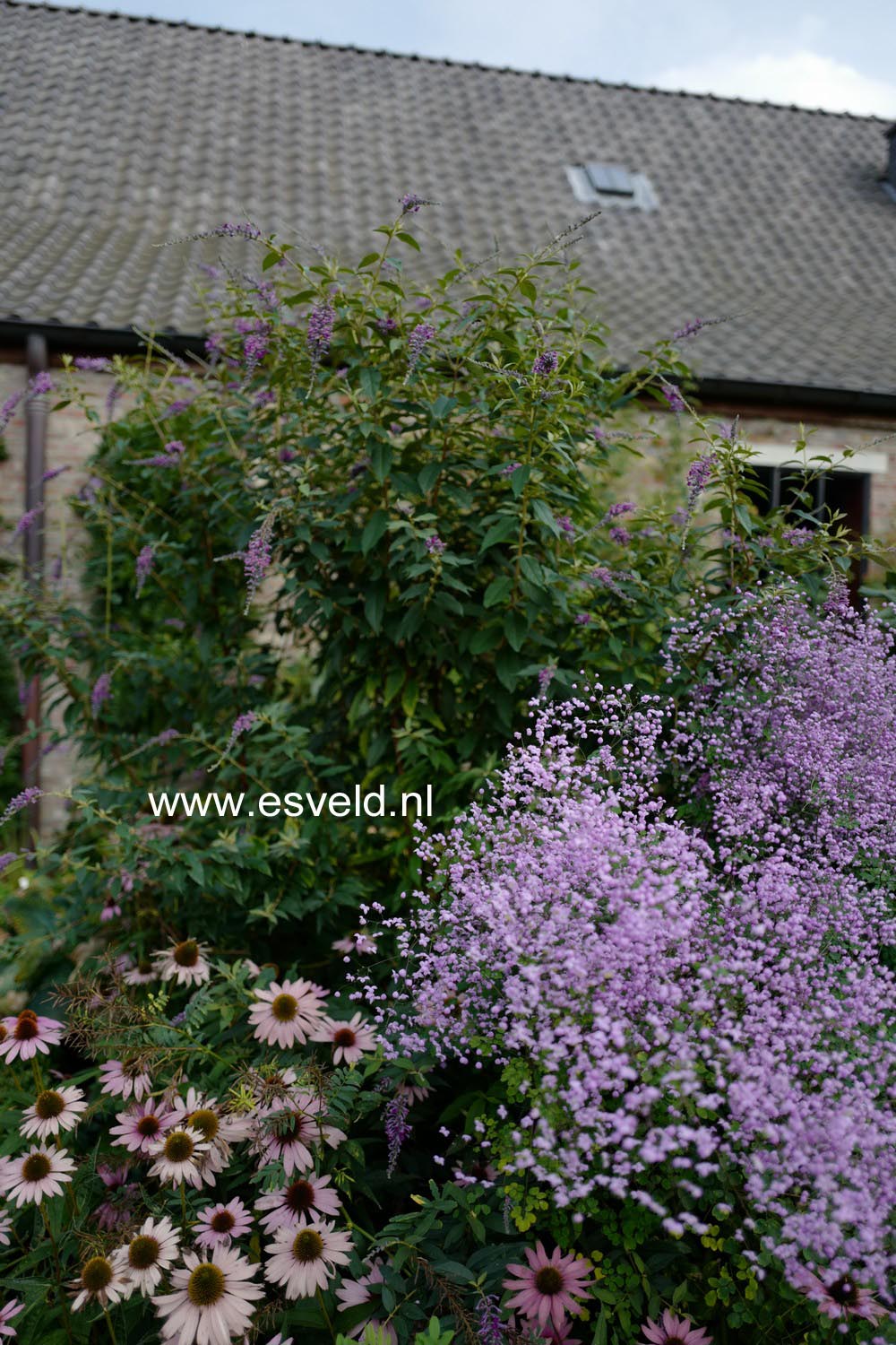 Thalictrum delavayi 'Splendide'