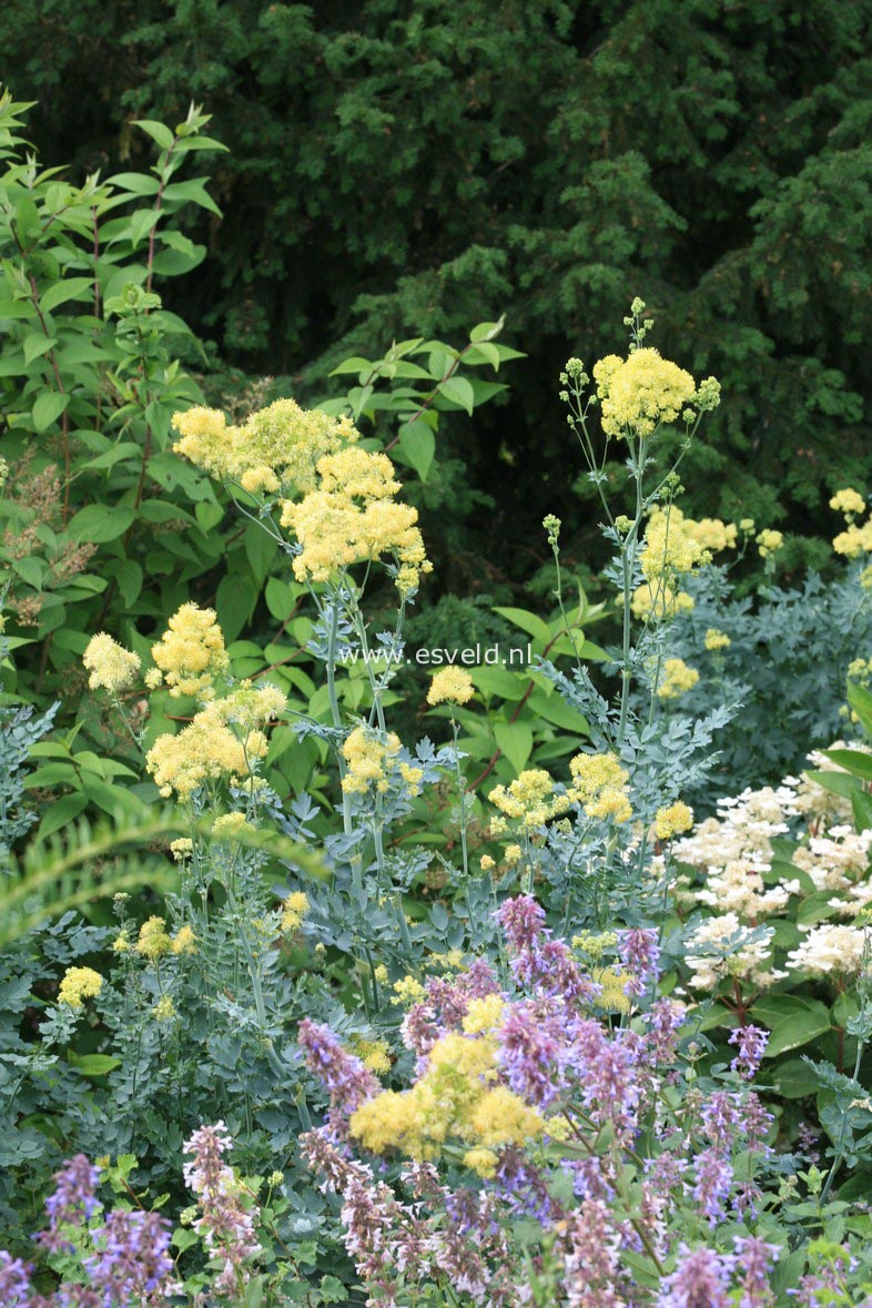 Thalictrum flavum