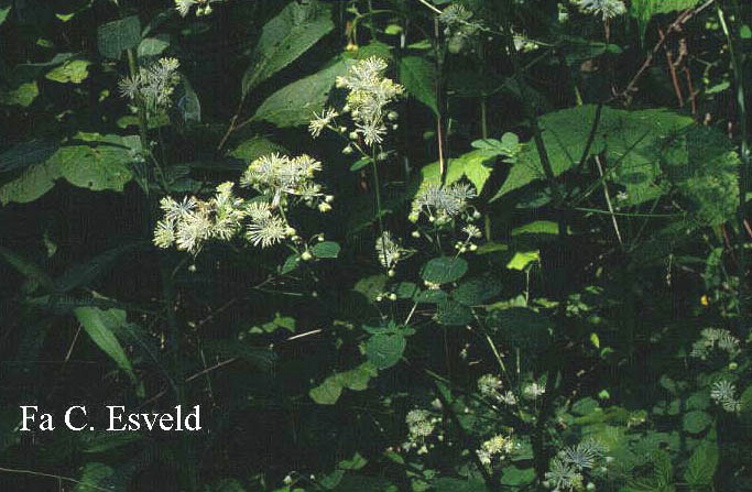 Thalictrum polygamum