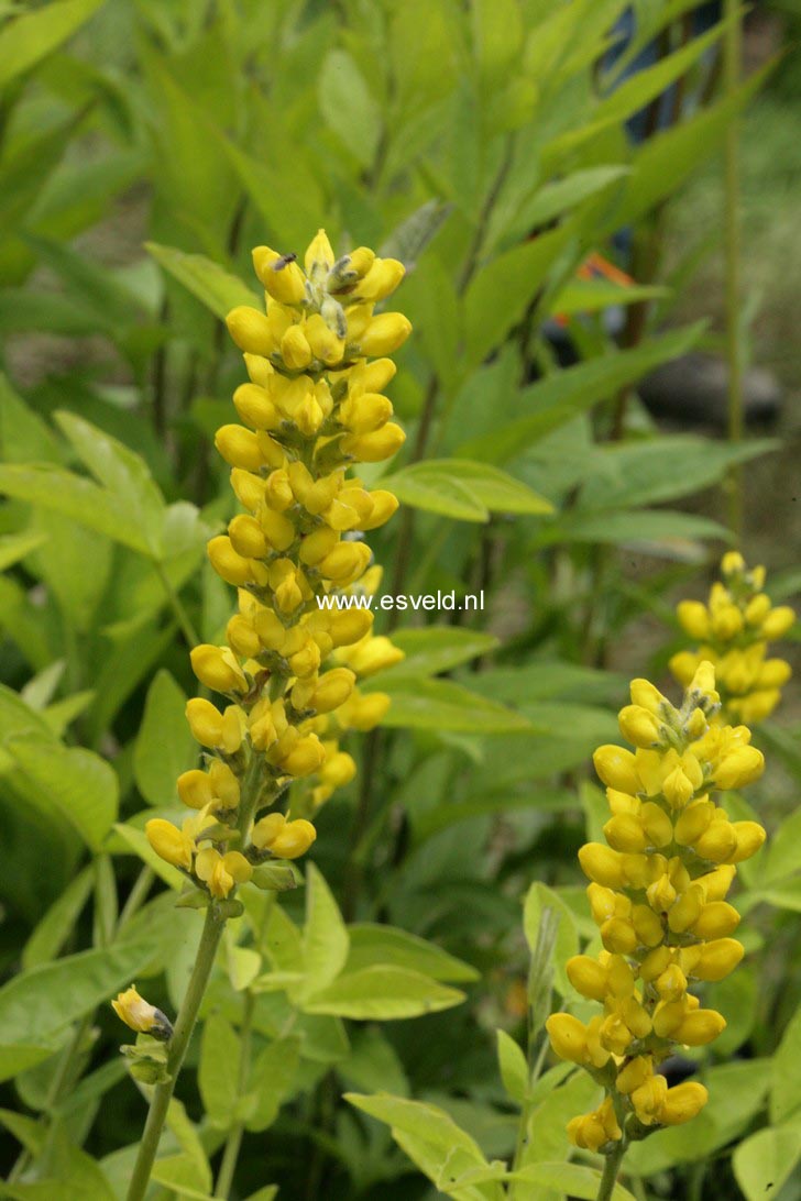 Thermopsis lanceolata