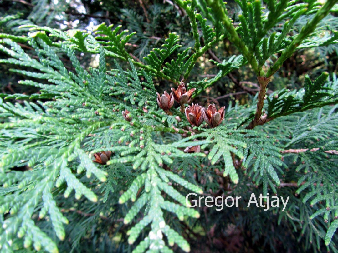 Thuja occidentalis 'Alba'