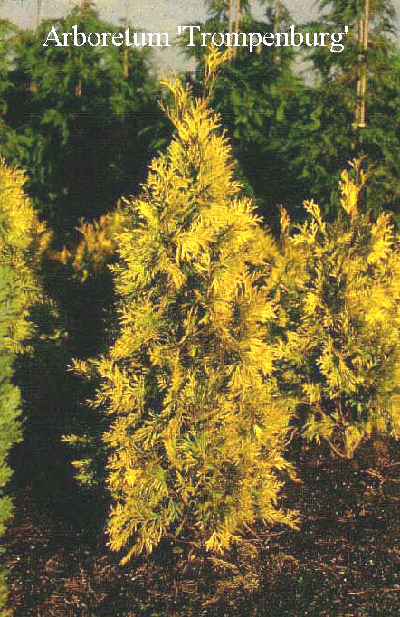 Thuja occidentalis 'Europe Gold'